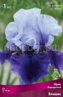 Ирис бородатый Блашес_бордо Ирис бородатый Блашес_бордо