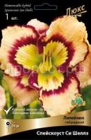 Лилейник гибридный Спейскоуст Си Шеллз