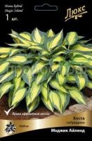 Хоста гибридная Мэджик Айленд