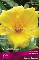 Лилейник гибридный Мини Стелла Лилейник гибридный Мини Стелла