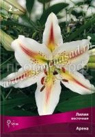 Лилия Восточная Арена (14-16) 2 шт 330313 Лилия Восточная Арена (14-16) 2 шт 330313