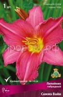 Лилейник гибридный Саммэ Вайн_бордо Лилейник гибридный Саммэ Вайн_бордо