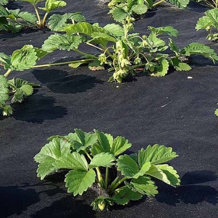 Спанбонд "PROROST" плотность 60мкр черный мульча размер 3,2*10м